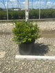 Buxus microphylla 'Green Velvet'