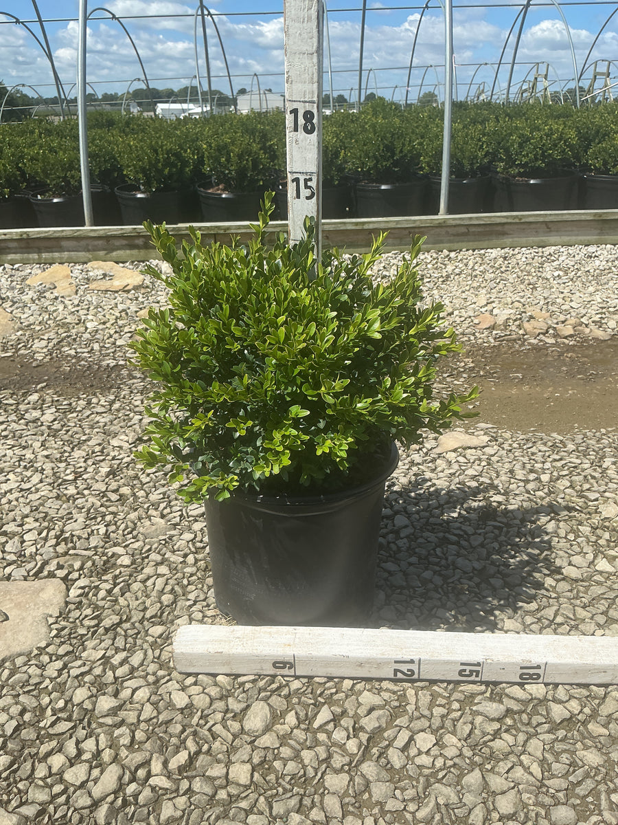 Buxus microphylla 'Green Velvet'