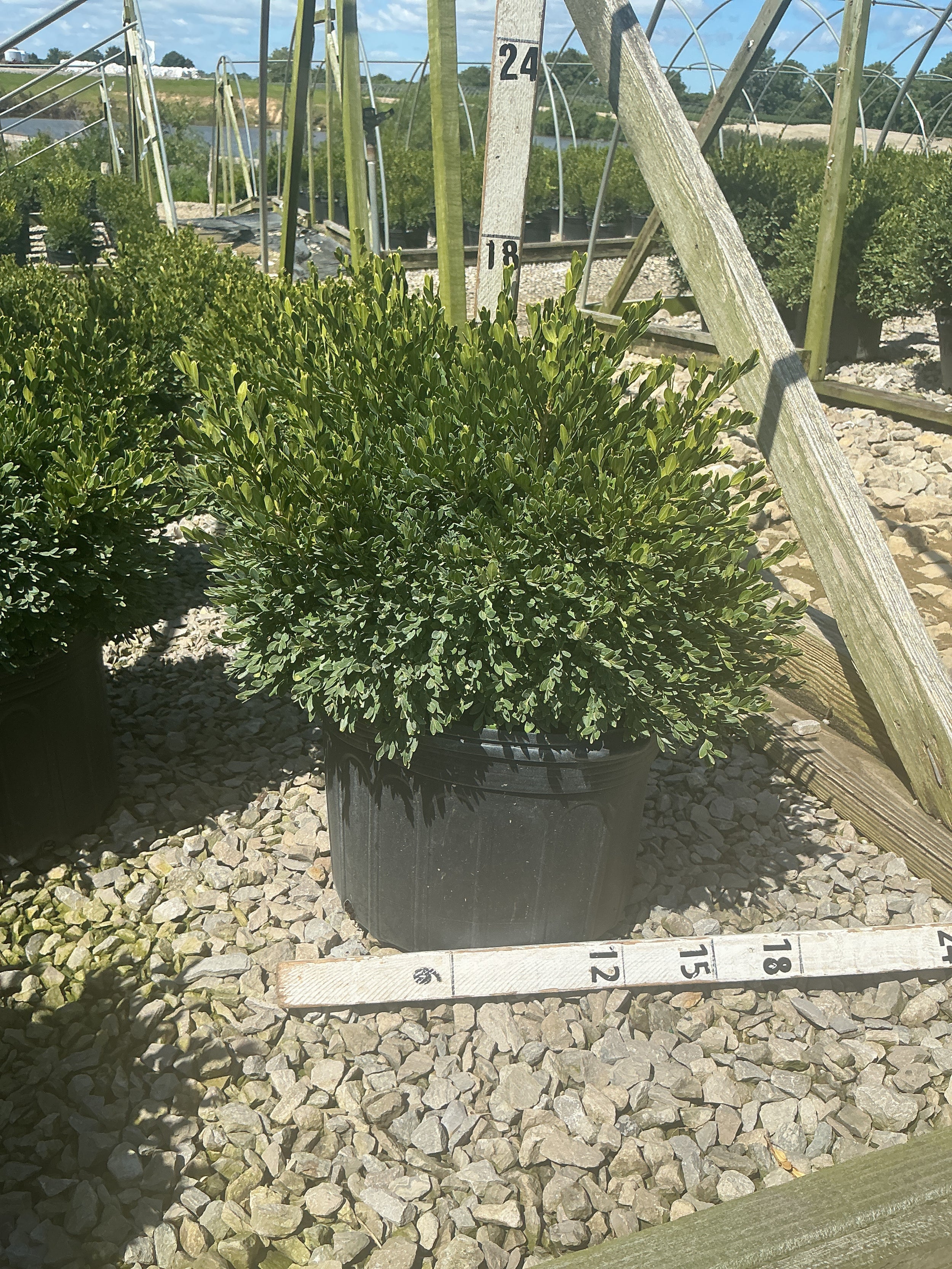 Buxus microphylla 'Green Gem'