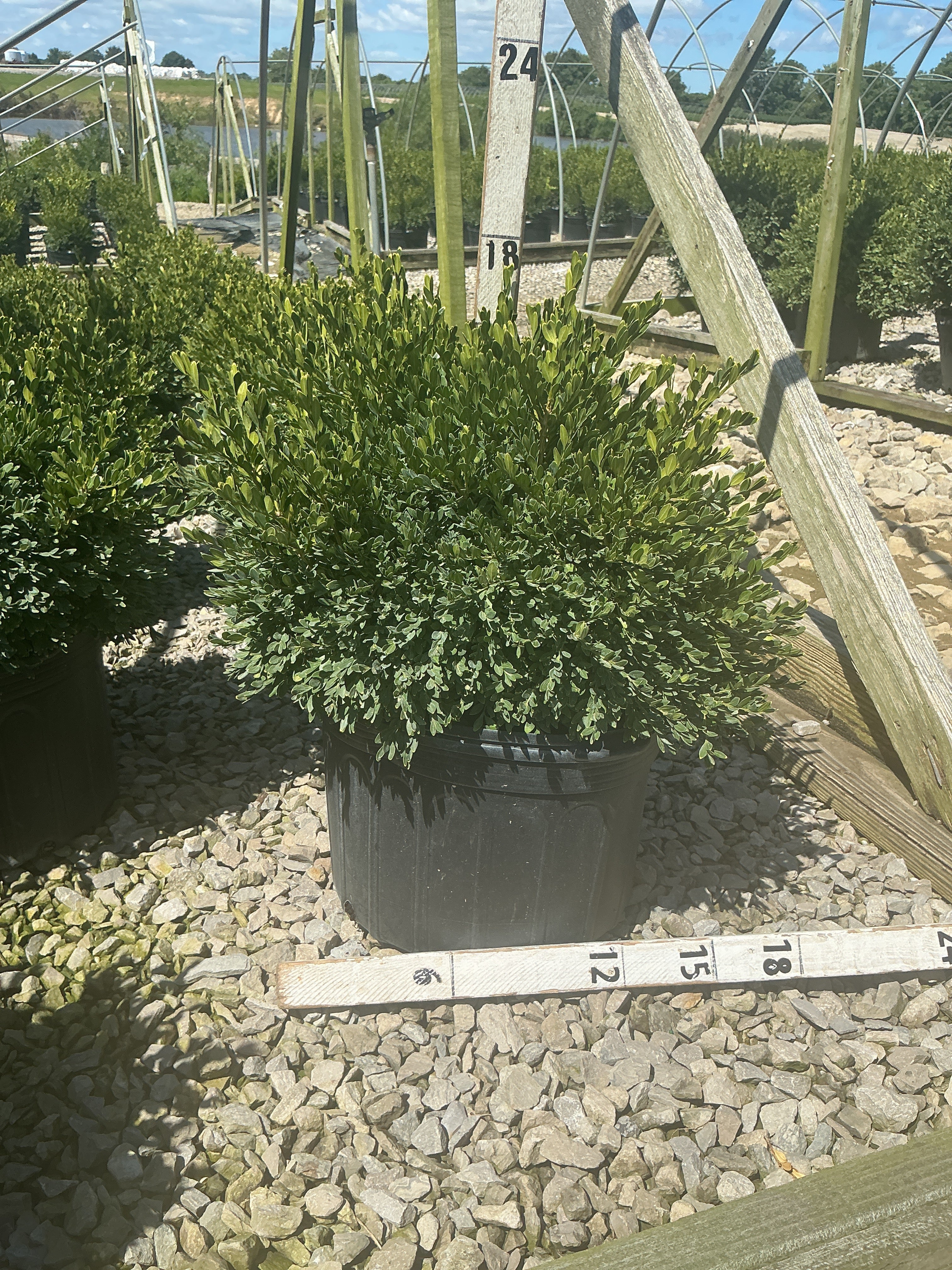 Buxus microphylla 'Green Gem'