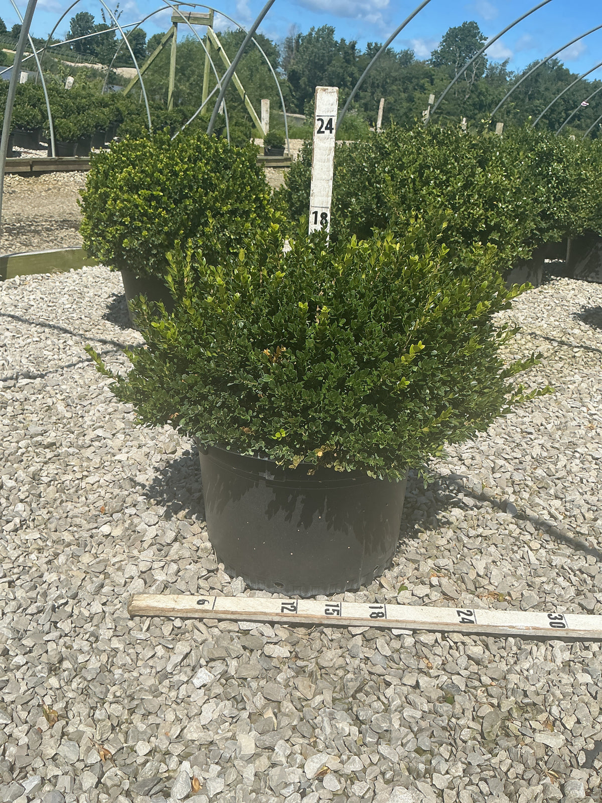 Buxus microphylla 'Little Missy'