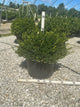 Buxus microphylla 'Little Missy'