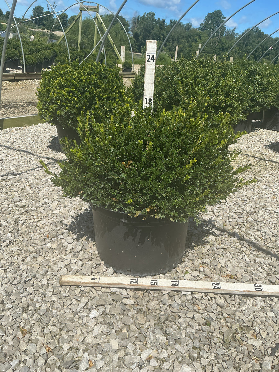 Buxus microphylla 'Little Missy'