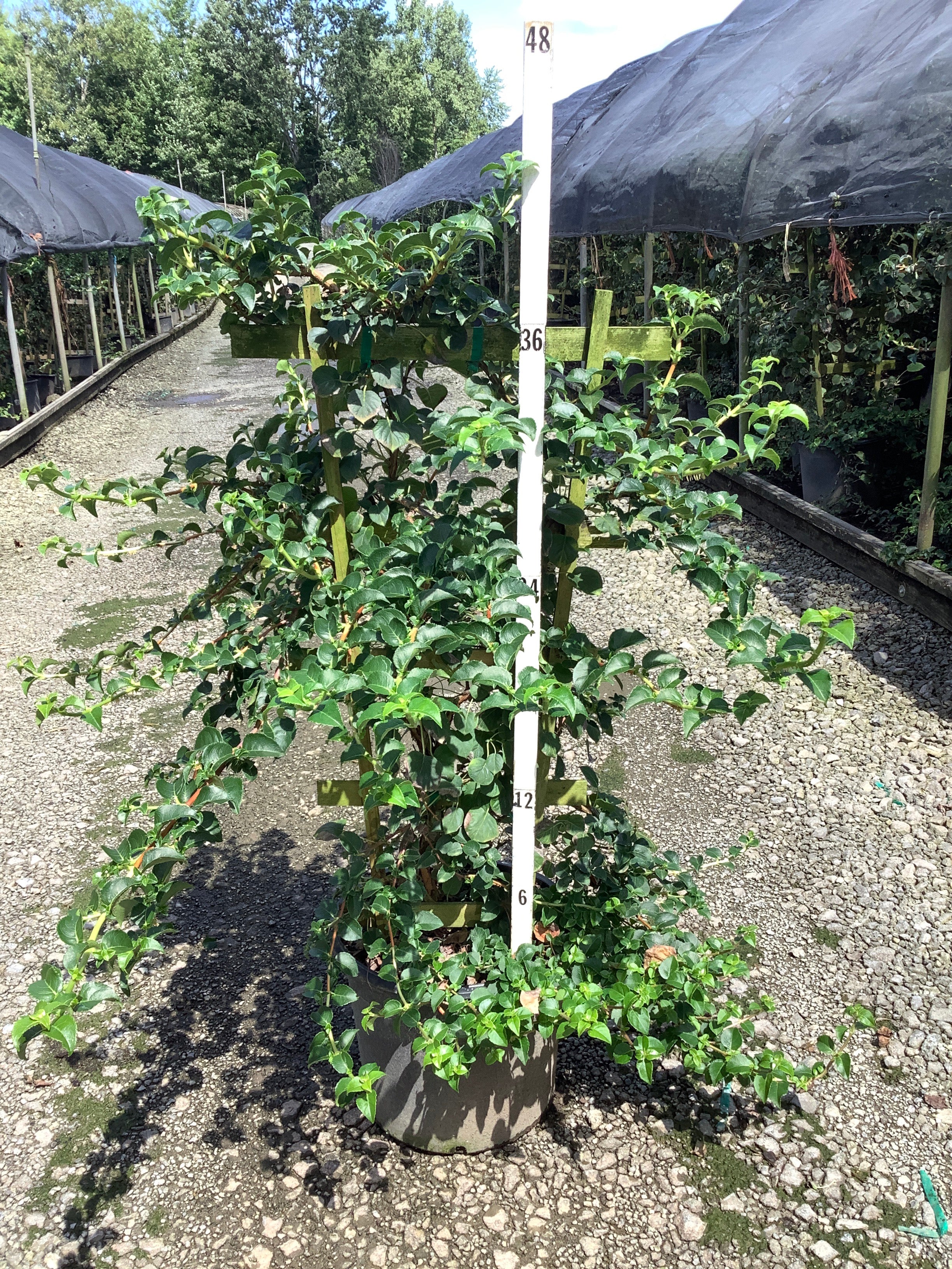 Hydrangea 'Petiolaris'