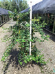 Hydrangea 'Petiolaris'