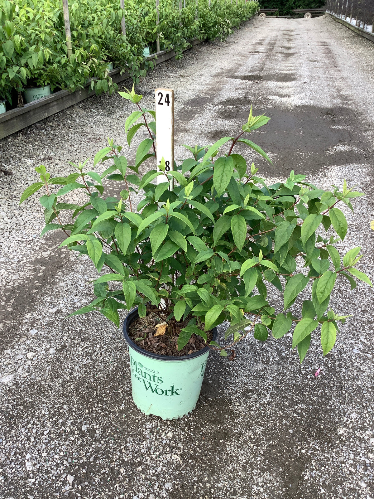 Deutzia 'Raspberry Sundae'