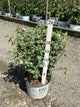 Hibiscus syriacus 'America Irene Scott'