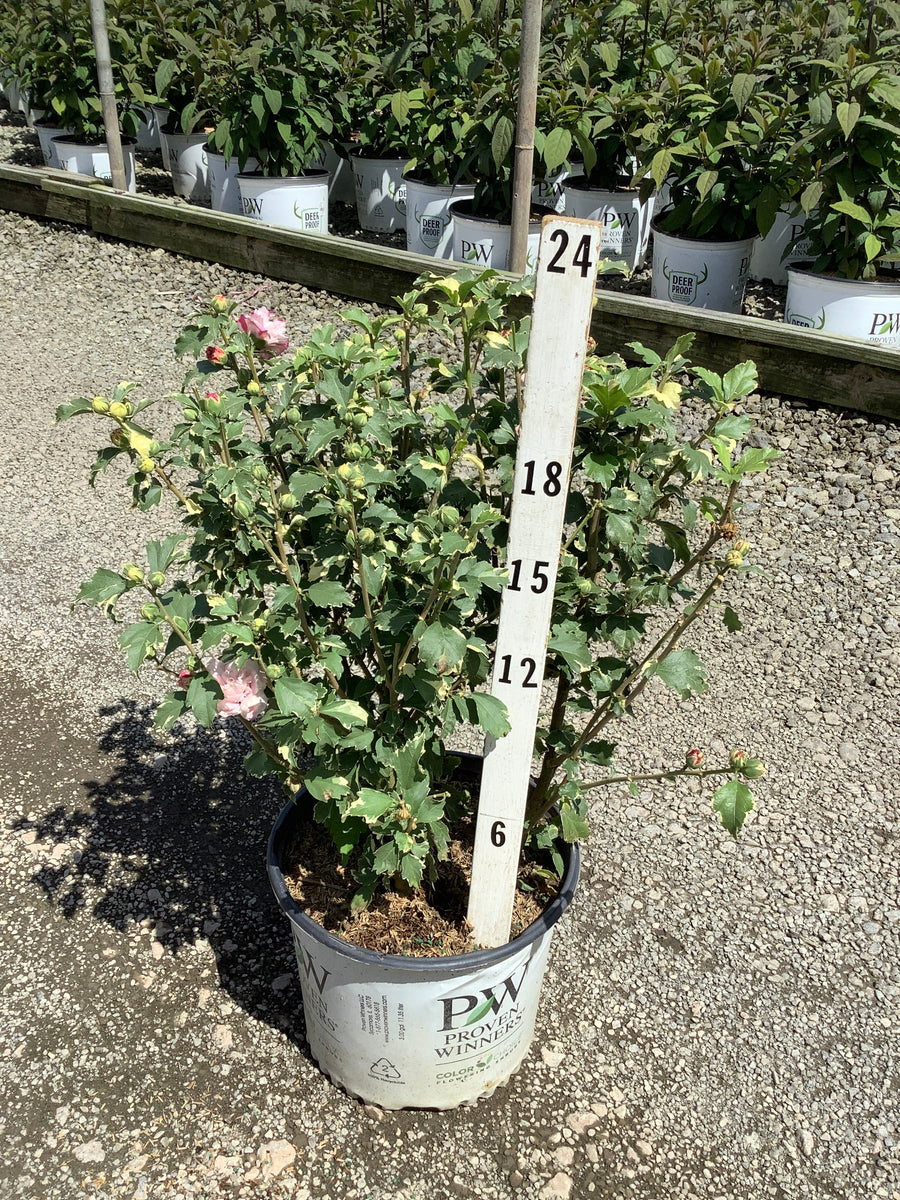 Hibiscus syriacus 'America Irene Scott'