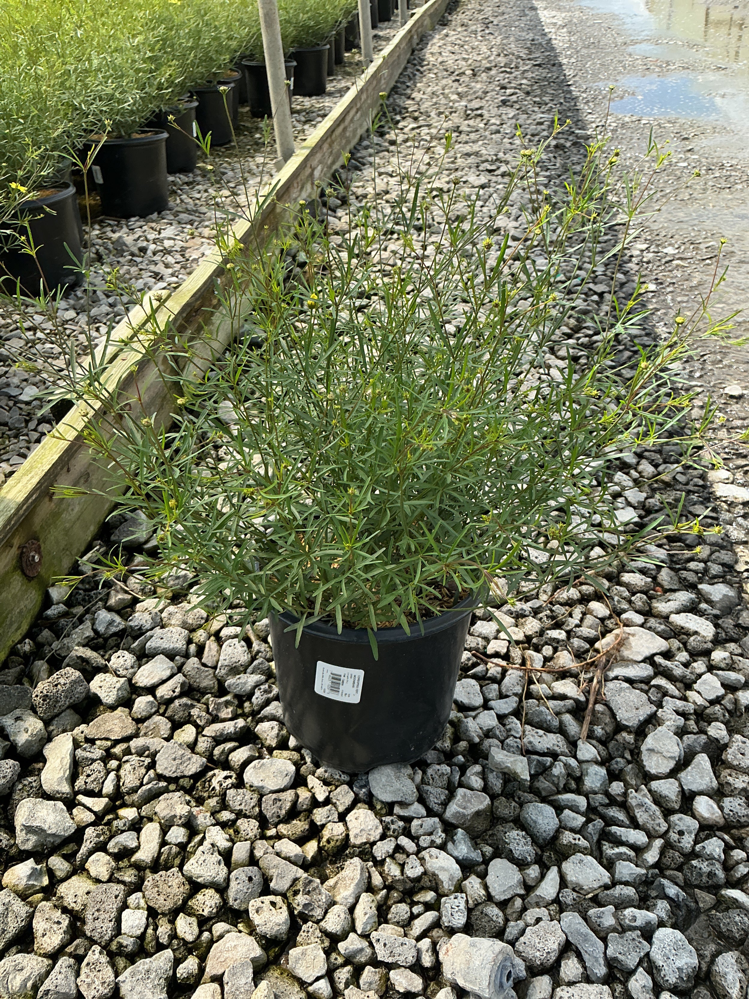 Coreopsis verticillata 'Moonbeam'