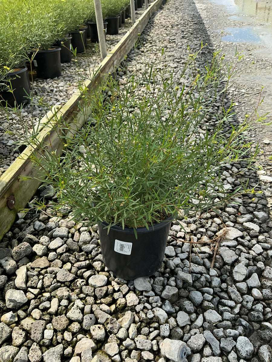 Coreopsis verticillata 'Moonbeam'