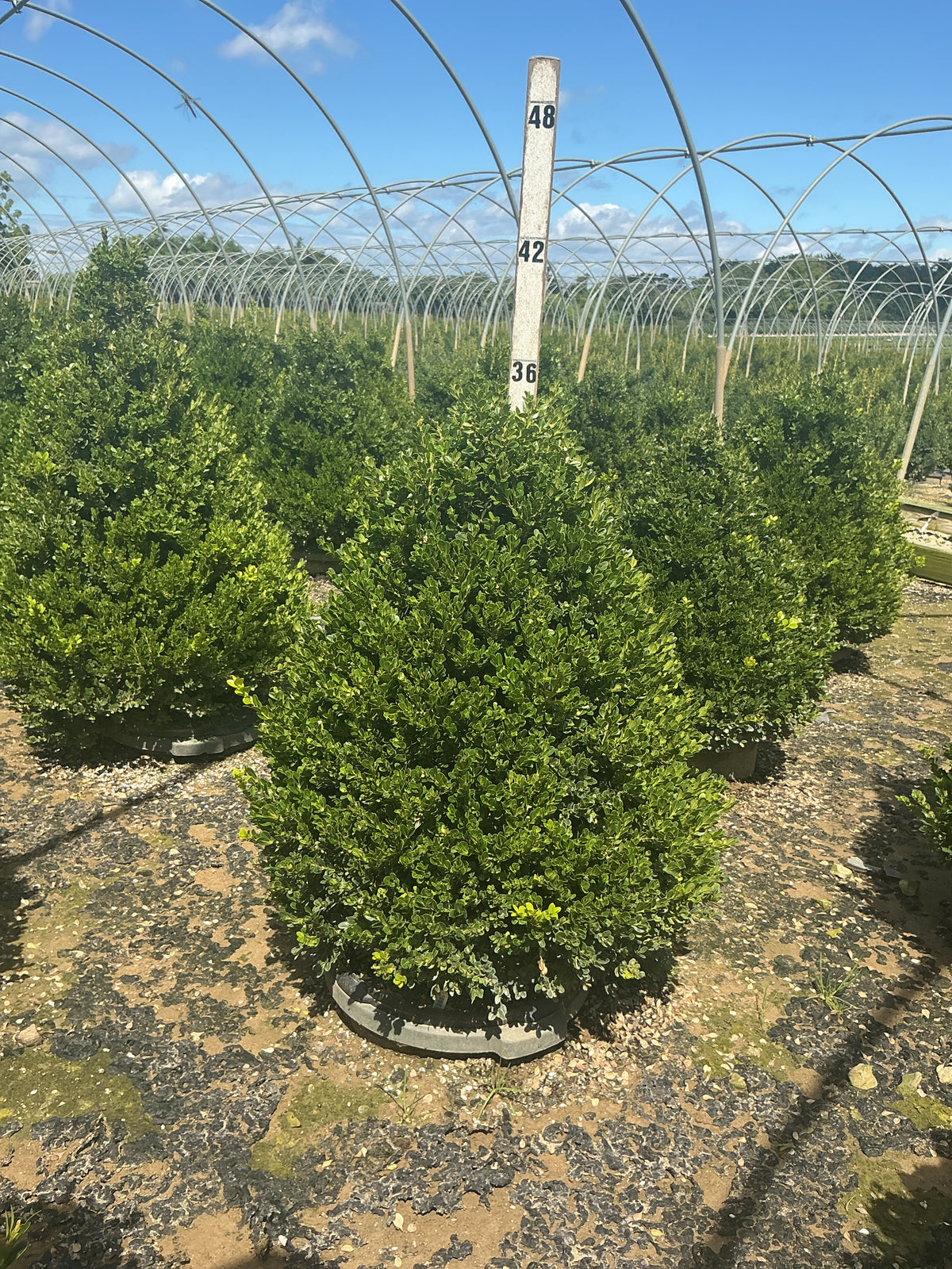 Buxus x 'Cranberry Creek'