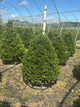 Buxus x 'Cranberry Creek'
