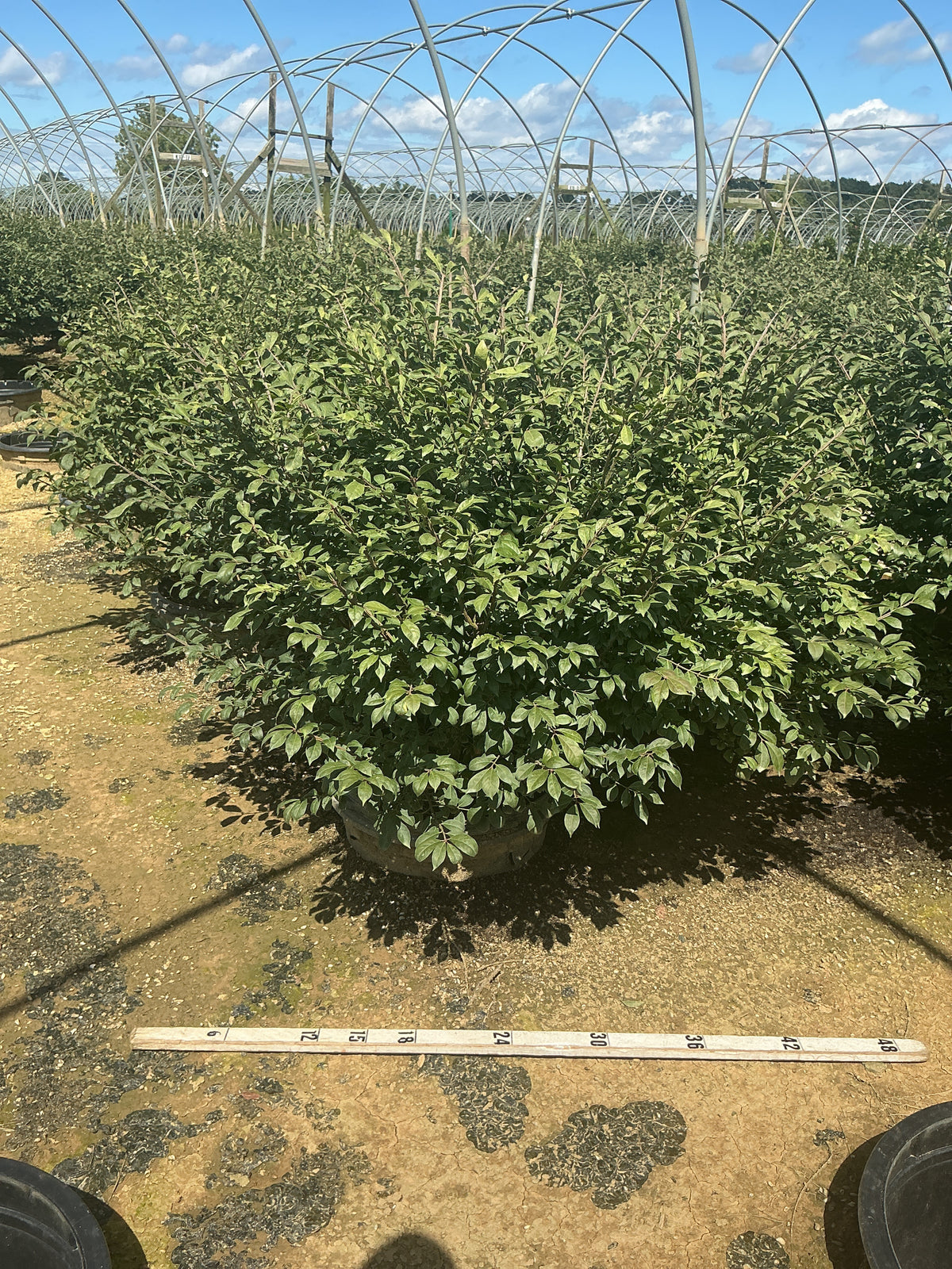 Euonymus alatus 'Compactus'