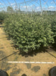 Euonymus alatus 'Compactus'
