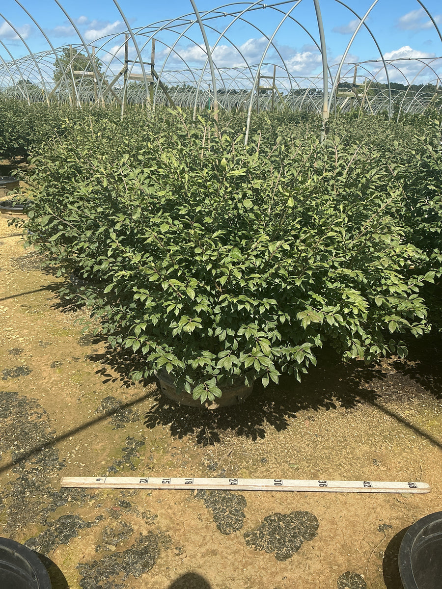 Euonymus alatus 'Compactus'