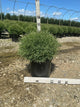 Thuja occidentalis 'Bobazam'