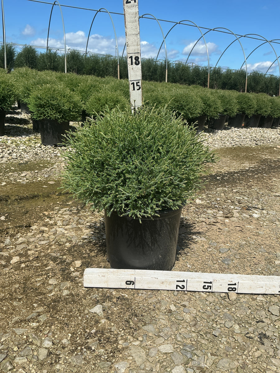 Thuja occidentalis 'Bobazam'