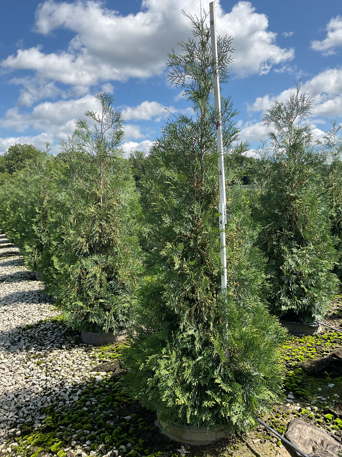 Thuja occidentalis 'American Pillar'