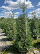 Thuja occidentalis 'American Pillar'