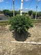 Taxus baccata 'Repandens'