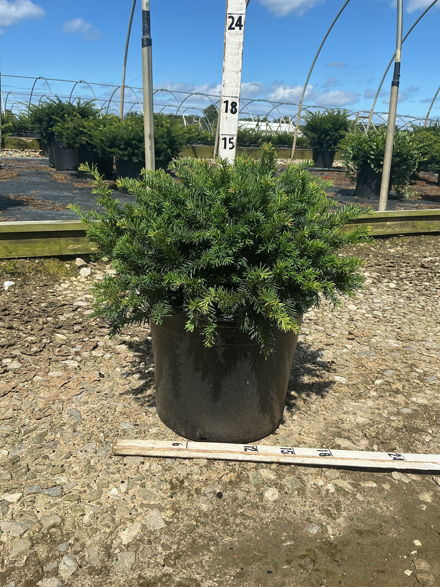 Taxus baccata 'Repandens'