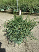 Symphoricarpos 'Sweet Kolmagics'