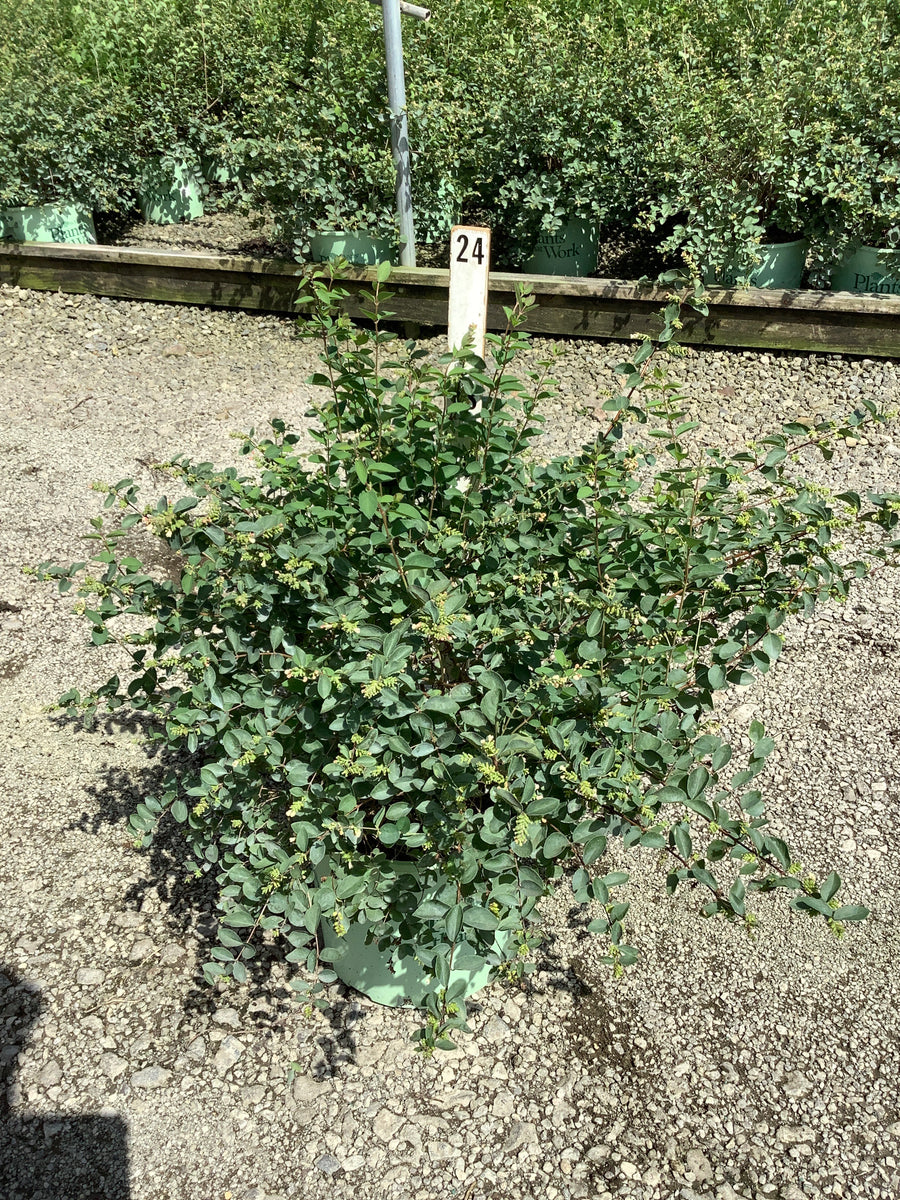 Symphoricarpos 'Sweet Kolmagics'
