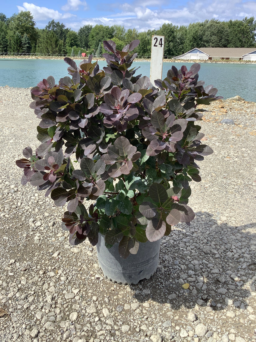 Cotinus coggygria 'Royal Purple'