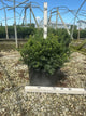 Taxus baccata 'Repandens'