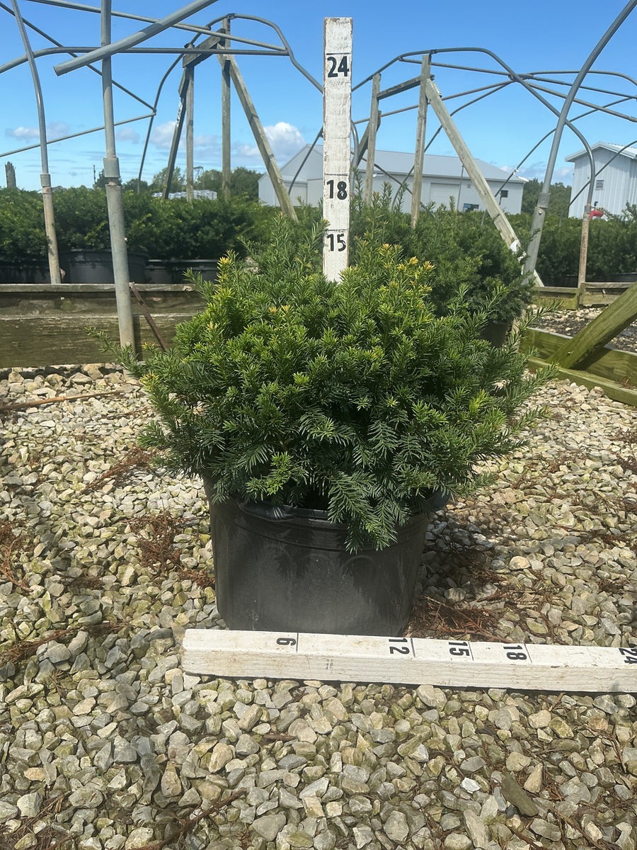 Taxus baccata 'Repandens'