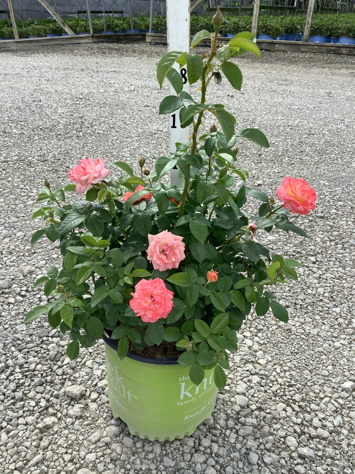 Rosa K.O 'Orange Glow'