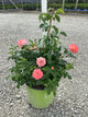 Rosa K.O 'Orange Glow'