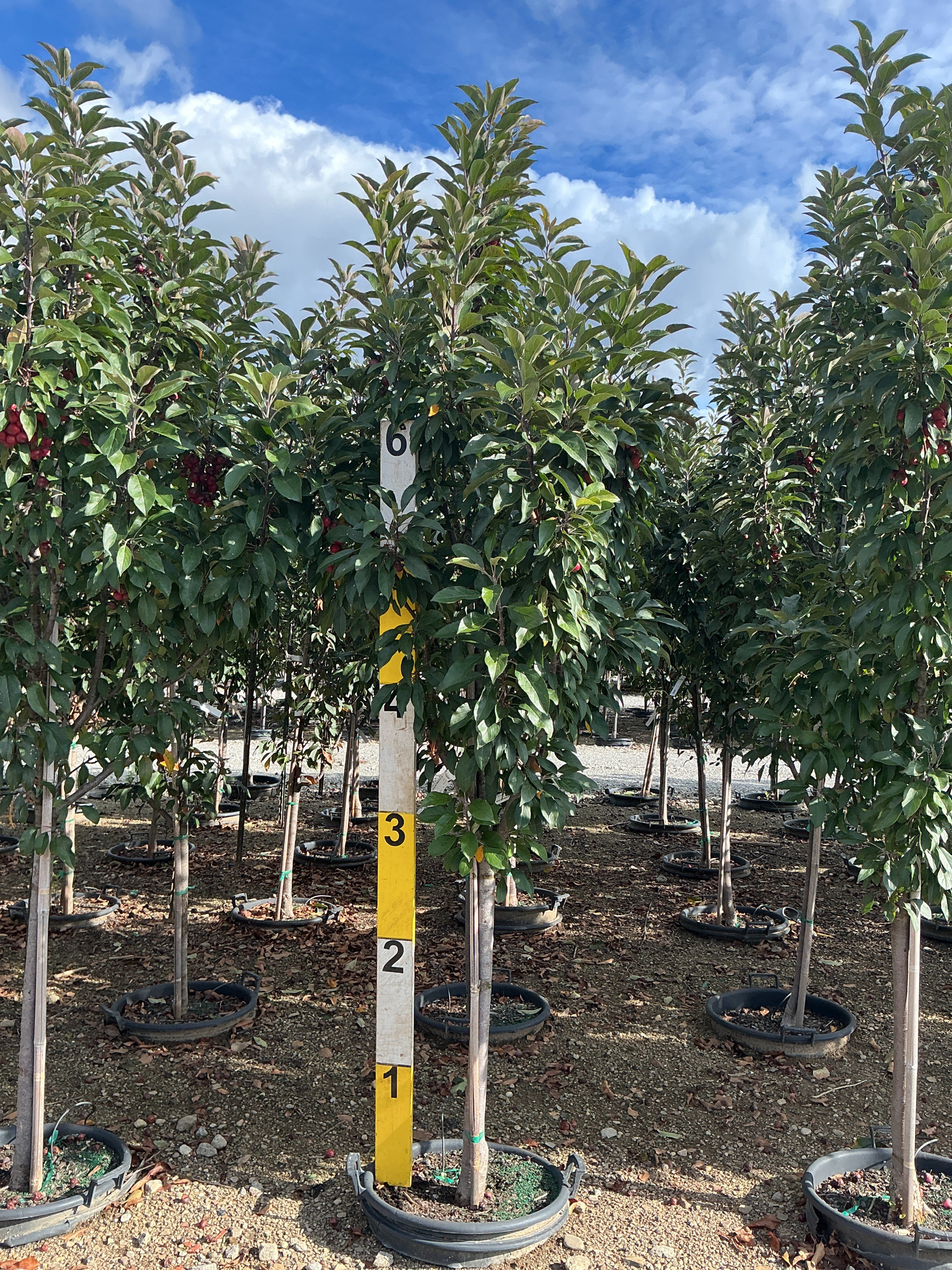 Malus 'Jefgreen'