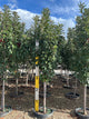 Malus 'Jefgreen'