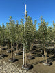 Malus 'Fruit Braeburn'