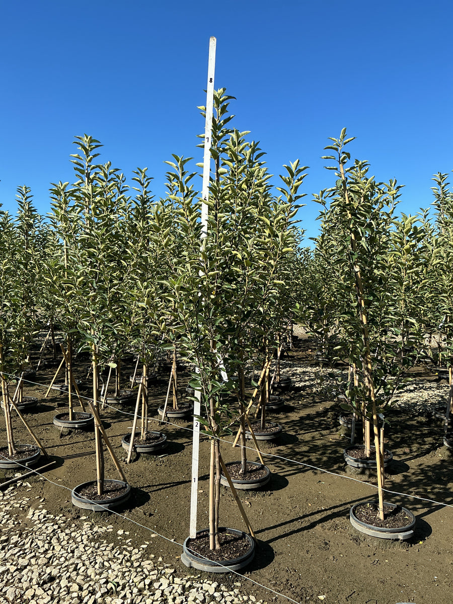 Malus 'Fruit Braeburn'