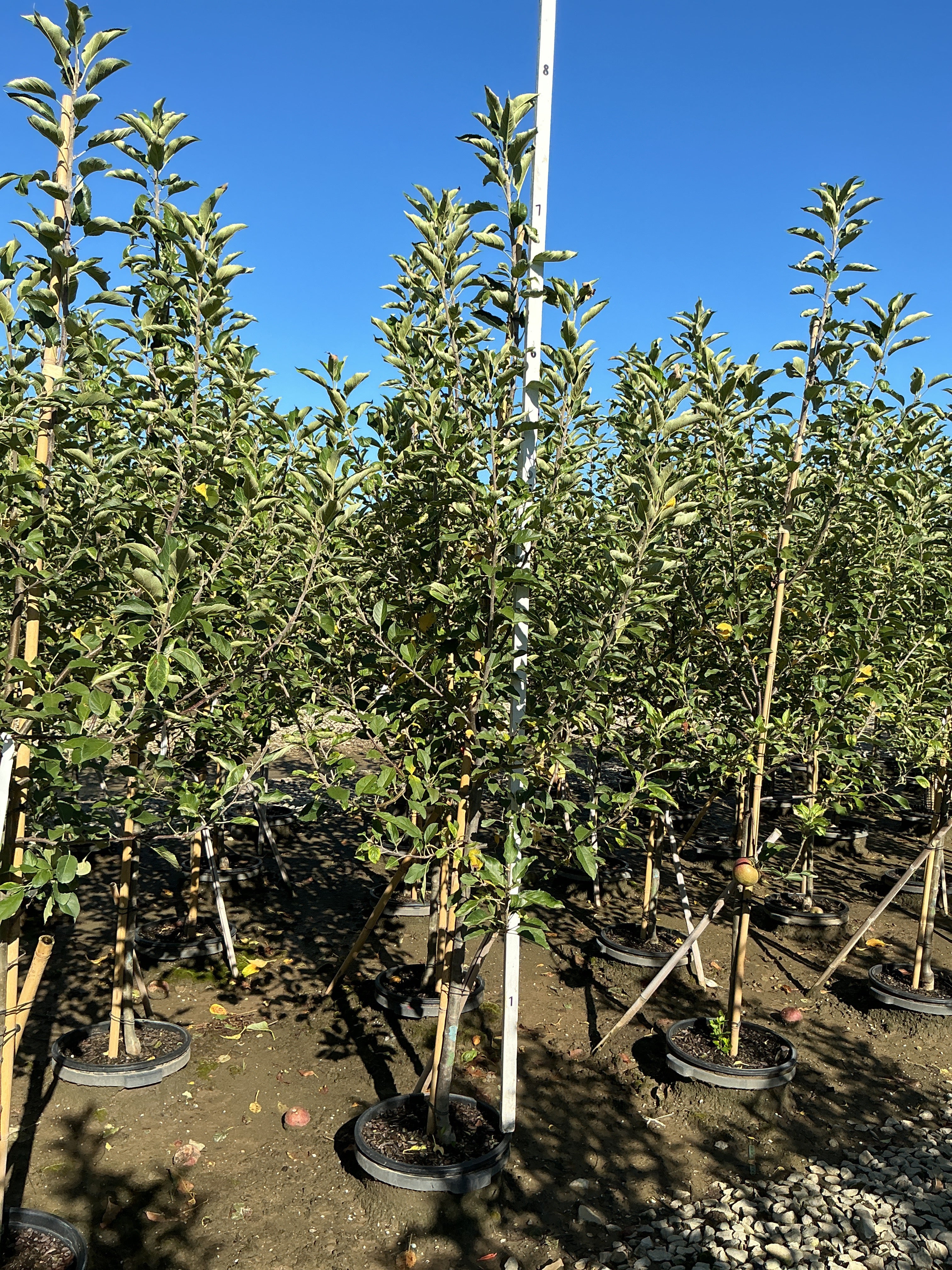 Malus FRUIT - WINECRISP Malus 'Co-op31'