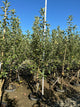 Malus FRUIT - WINECRISP Malus 'Co-op31'
