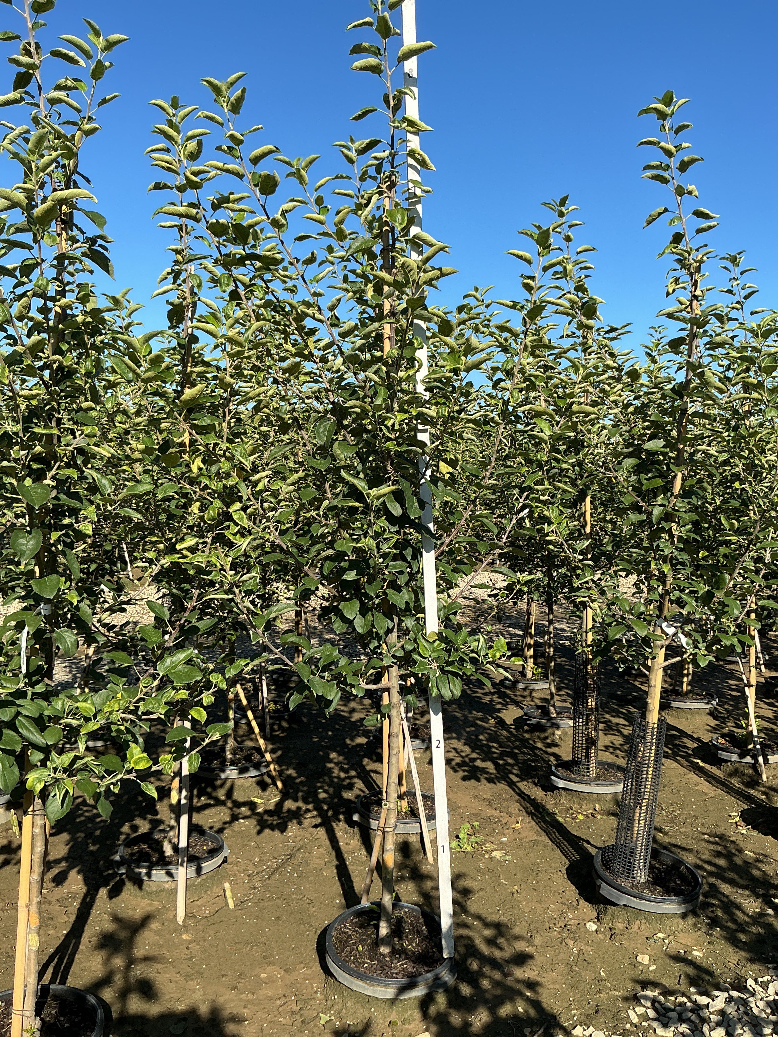 Malus 'Fruit Empire'