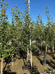 Malus 'Fruit Empire'