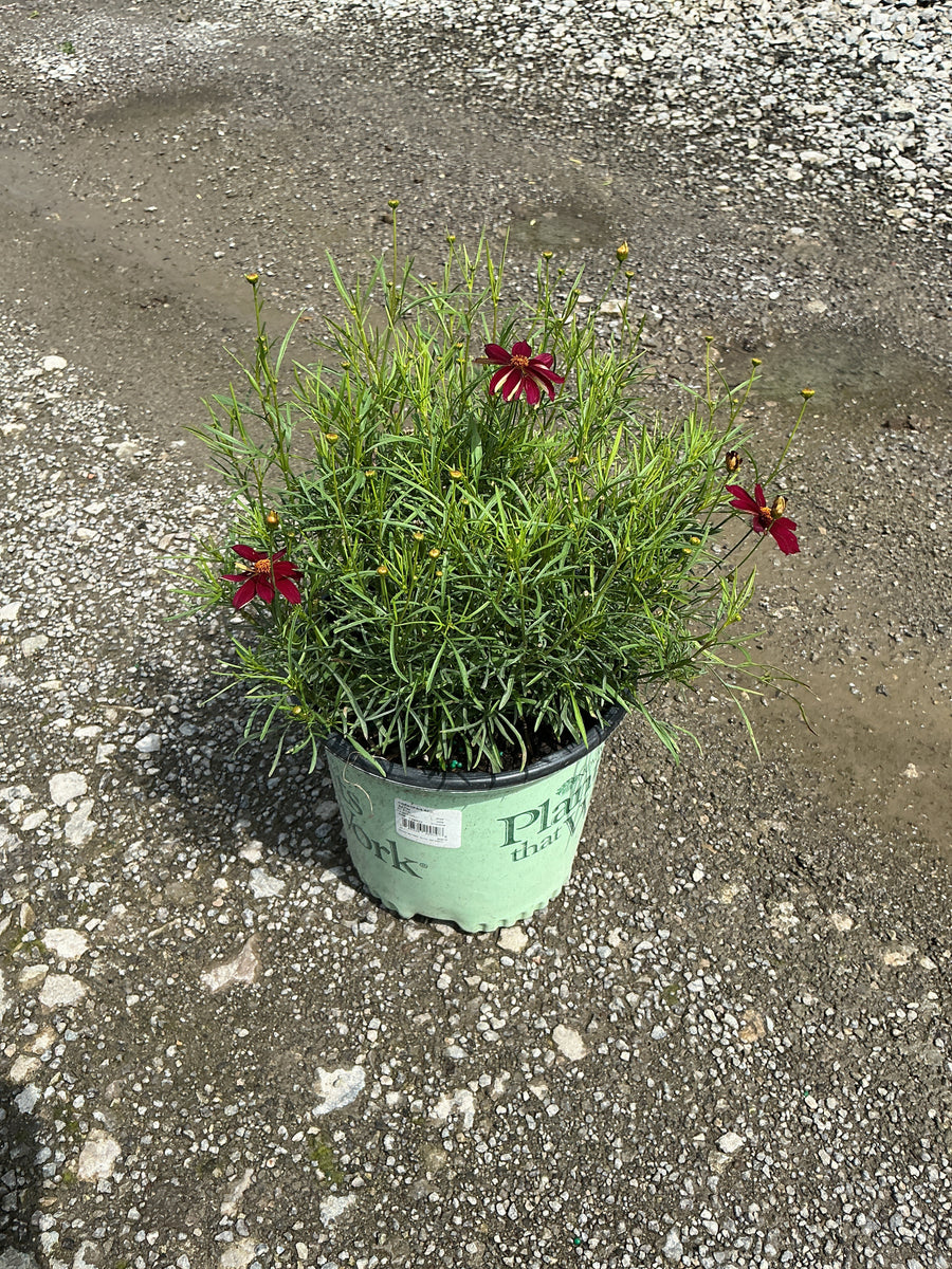 Coreopsis 'Red Satin'