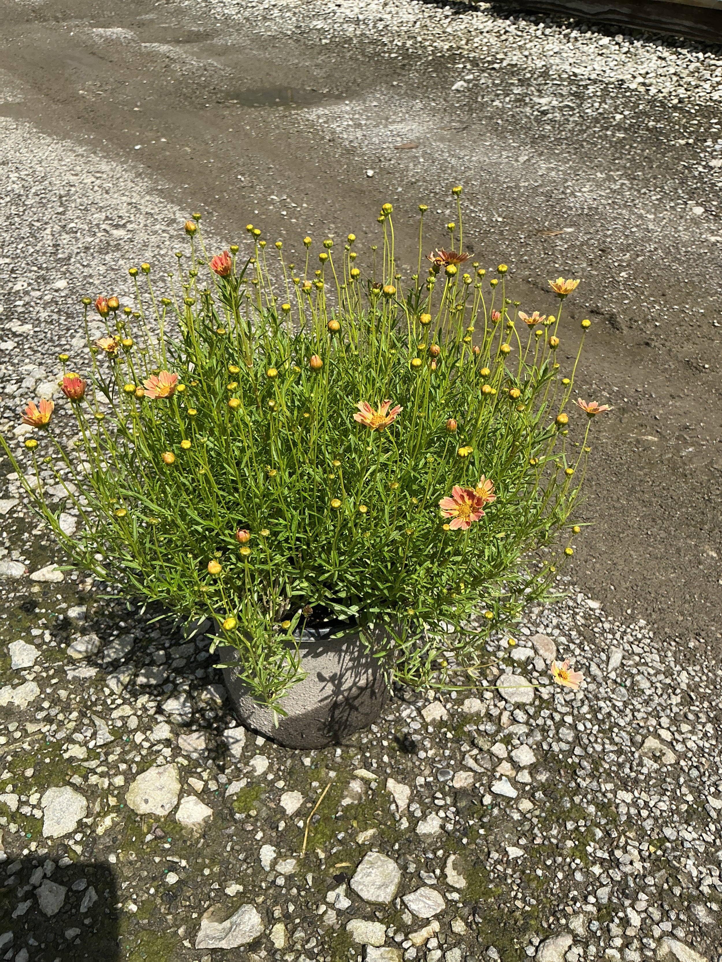 Coreopsis verticillata 'Novcorcar'