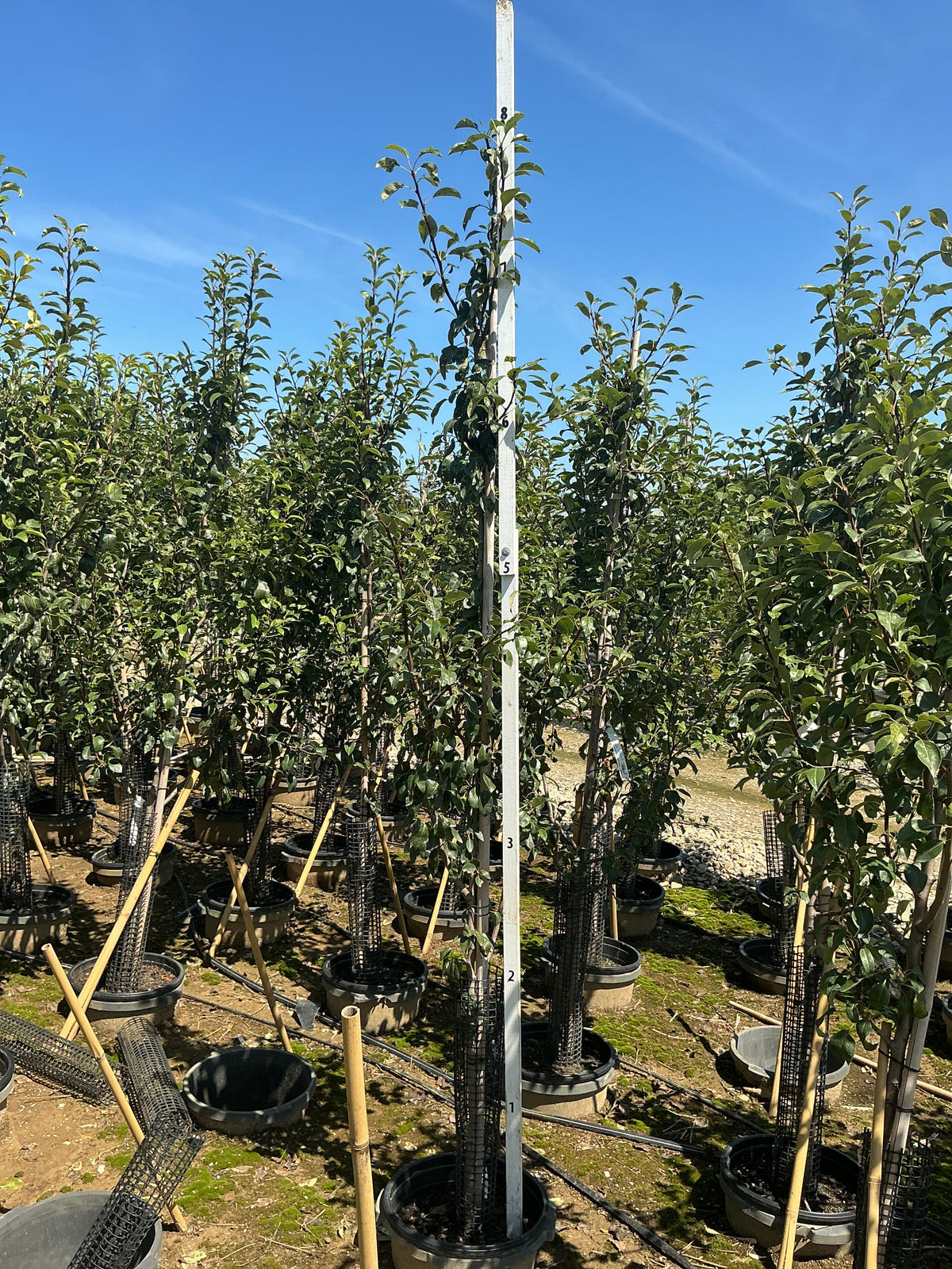 Pyrus 'Fruit Clapp's Favorite'