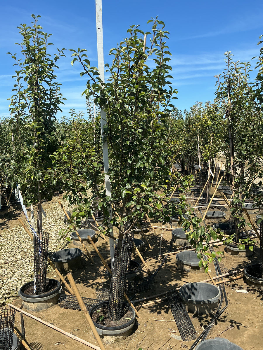 Pyrus 'Fruit Comice'