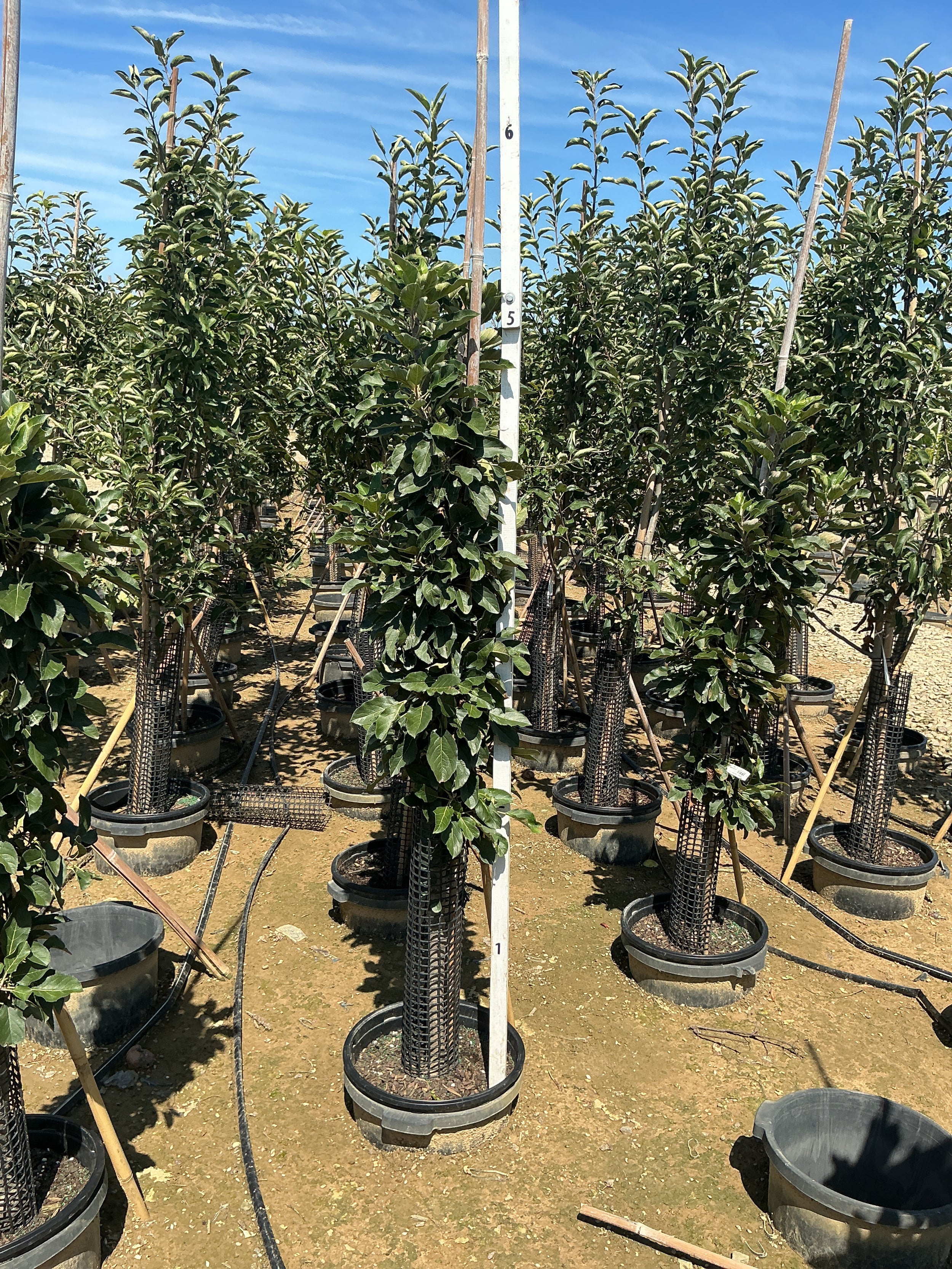 Malus domestica 'Tasty Red'