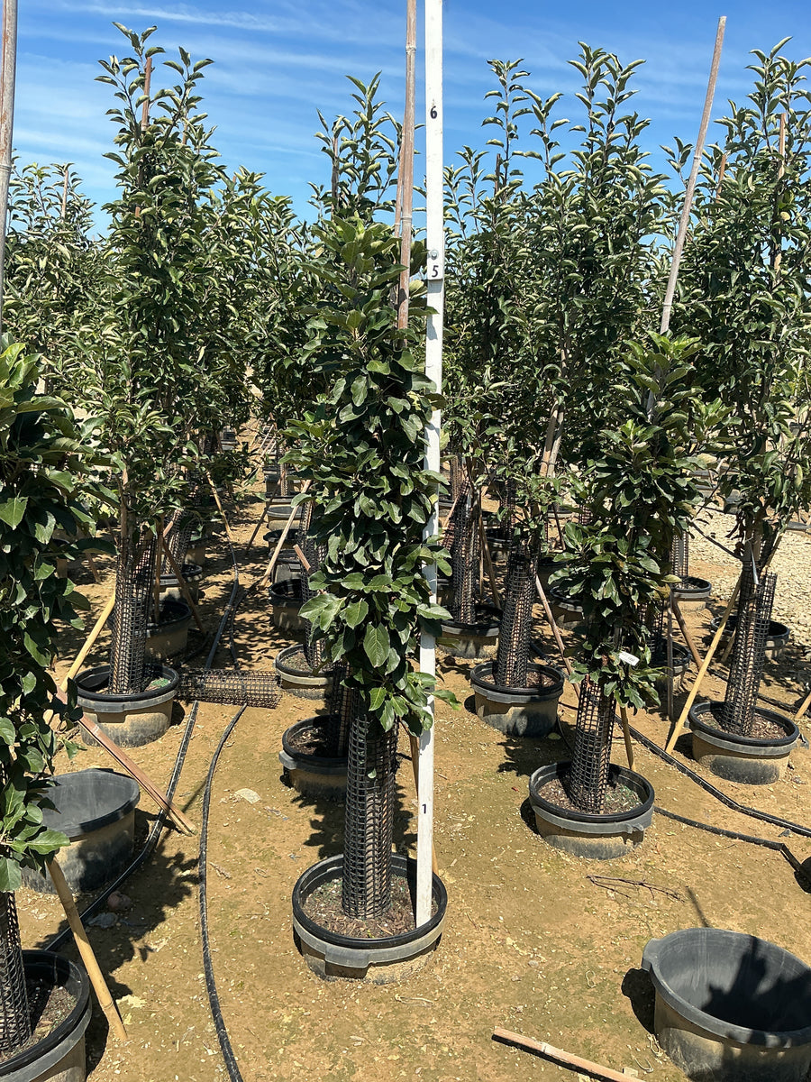 Malus domestica 'Tasty Red'