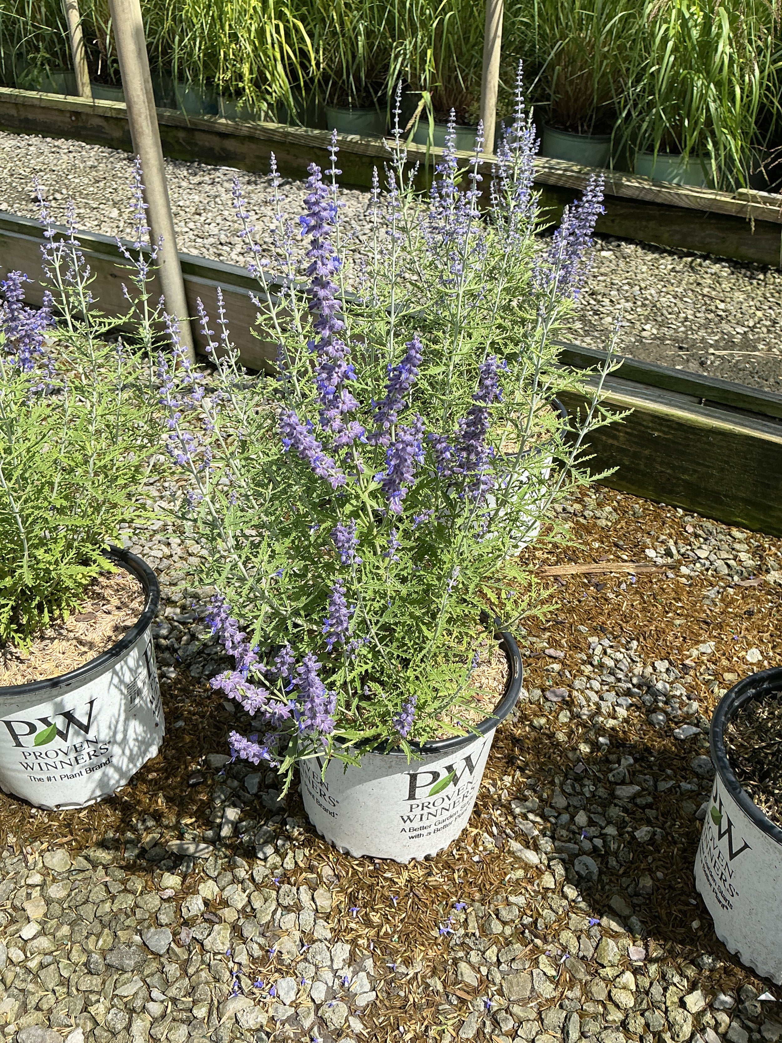 Perovskia atriplicifolia 'Denim N Lace'
