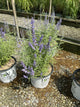 Perovskia atriplicifolia 'Denim N Lace'