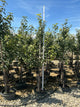 Malus 'Fruit Honeycrisp'