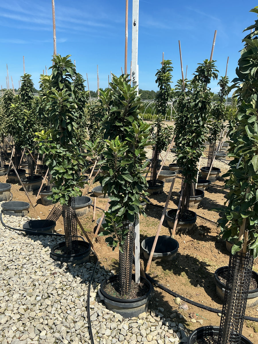 Malus 'Fruit Tangy Green'